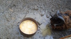 Ovce žily v hrozivém výběhu. V Praze z nich zřejmě dělali kebab!