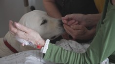 Zlínská nemocnice hledá speciálně cvičené psy. Chce léčit kontaktem se zvířetem