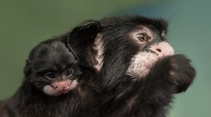 Radost v pražské zoo: Narodilo se mládě vzácného tamarína
