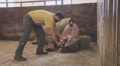 Prevence před pytláky: Česká zoo odřezala rohy nosorožcům!