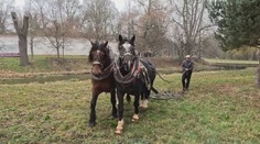 V zámeckém parku v Pardubicích se prohání koně. Udržují trávník a rovnají krtiny
