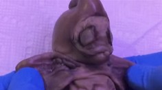 Mimozemšťan nebo malý mutant? Toto stvoření našli v Americe!