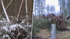 Vstup zakázán. Po vichřici Sabina hrozí pády stromů, do lesů se nesmí