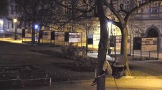 Muž chtěl ukrást ze stromu kabel. Zkoušel se ně na něj i pověsit