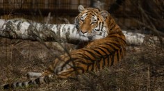 Moravská zoo přišla o tygřici Raju. Byla krásná, říkají návštěvníci