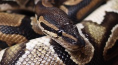 Had a varan vyděsili obyvatele ostravského paneláku
