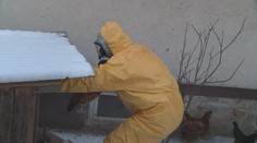 Další dvě ohniska ptačí chřipky. Celkem už jich je téměř čtyřicet