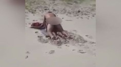 Dvojice si to rozdávala na pláži. Povzbuzoval je dav turistů! VIDEO