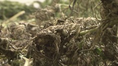 Muž pěstoval konopí pomocí AI. Hodnotila, co rostlina potřebuje