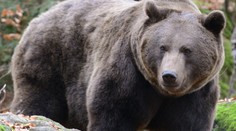 Tři útoky za 24 hodin. Na Slovensku hlásí další napadení medvědem