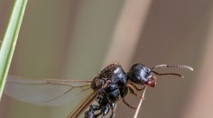 Roje létajících mravenců zaplavily Česko. Tyhle vůně je odpudí!