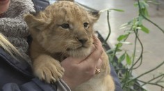 V zoo se narodila dvě lvíčata. Takhle roztomile cení zuby na svět