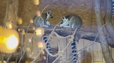 Hluboká nad Vltavou láká na vánoční zoo. Zdobí ji desetitisíce světýlek