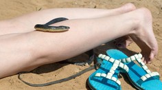 Pozor na hady. Chorvatsko před sezónou řeší nečekaný problém