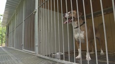 Zvířecí útulky mají problém. Kvůli zdražování jim ubyl velký počet dárců