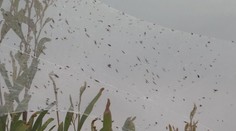 Austrálie se potýká se stěhováním pavouků, kontinent pokryly pavučiny