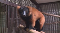 Teprve druhá mláďata ohrožených lemurů se narodila v děčínské zoo