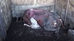 Zvířata žila v hrůzných podmínkách! Další čekají jatka
