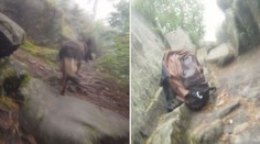 Trable s partnerem řešila útěkem. Ženu v Prachovských skalách našel policejní pes