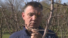 Sadaři v Česku přišli o úrodu. Mráz zničil meruňky, pomrzly i broskve a třešně