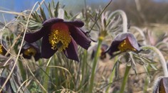 Botanici z Ústí chtějí ochránit ohrožené koniklece. Zavřou je proto do klecí