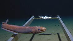 V ponorce se vydal na nejhlubší místo oceánu! Tohle objevil na dně