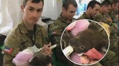 Australští vojáci ve volném čase pečují o koaly