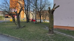 Obyvatelé Litvínova zachraňují letité sakury. Pokácet je mají kvůli plynovodu
