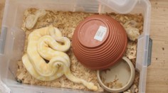 Muže z Havířova obvinili z týrání zvířat. Choval hady v otřesných podmínkách
