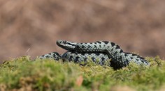 V Chorvatsku se přemnožily zmije. Pokousaní lidé končí v nemocnicích
