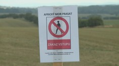 V lesích se šíří africký mor prasat. Nechoďte do nich, žádají veterináři