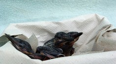 Stanice zachránila vzácné ledňáčky! Našla adoptivní rodiče