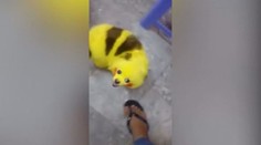 Lidé blázní! Tyhle šílenosti provádí fandové Pokémonů!