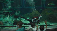 Santa Claus si zaplaval s žraloky. Nechyběli ani skřítci