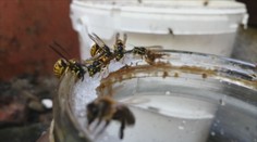 Vosy jsou přemnožené, záchranáři hlásí i desítky výjezdů k alergikům denně