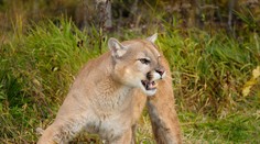 Chlapce v Calabasasu napadla puma, matka se do ní pustila holýma rukama