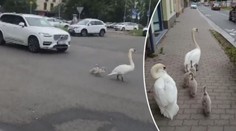 Labutí rodinka v Pardubicích tropí neplechu! Blokuje dopravu a štípe