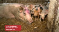 Nechutný případ: Dva výrostci utýrali na Lounsku několik selat