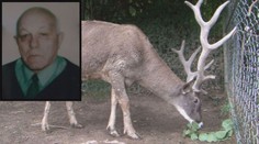 JELEN ZABIJÁK! Agresivní zvíře ubodalo důchodce svými parohy