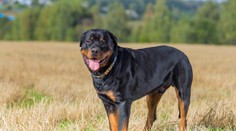 Rotvajler bránil paničku při vyhrocené hádce, muž ho měl ubodat!