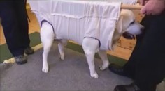DOJEMNÉ VIDEO: Starý pejsek nemohl chodit! Pak se stal zázrak