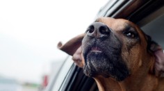 Pozor na cestování s mazlíčky. Je nutné dodržet několik pravidel, varují veterináři