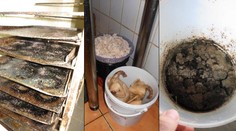Myší trus, brouci: Tyto hospody ohrožovaly zdraví zákazníků!
