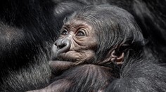 Gorilátko v pražské zoo je samička, raduje se ředitel. Jméno zvolí veřejnost