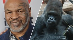 Boxerská legenda šokuje! Tyson se chtěl v ZOO mlátit s gorilou
