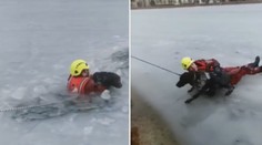 Záchrana psa v praxi: Hasič se pro něj vrhnul do ledové vody. VIDEO