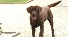 Labrador v Tachově trhal kočku na kusy, majitel ho povzbuzoval!