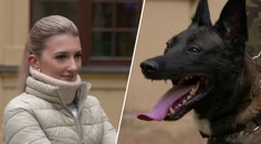 Hradní stráž poslala psa "bombaře" na reportérku. Ta měla v kapse výbušninu