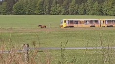 Kůň si povodil vlak. Souprava za ním poslušně popojížděla několik metrů