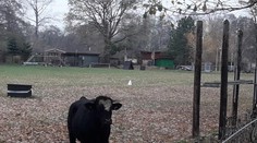 Býk utekl z jatek a přeplul Moravu. Honili ho po celém Hodoníně
